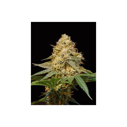 Silver La Dna Genetics