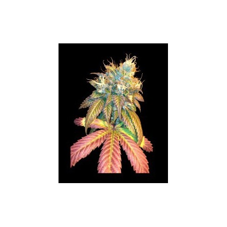 Sour Secret Dna Genetics