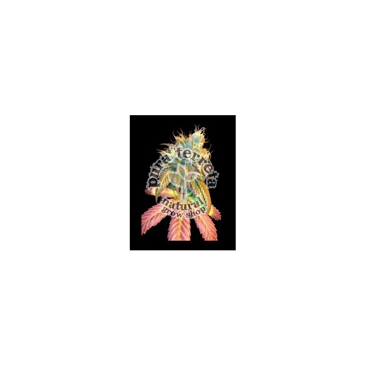 Sour Secret Dna Genetics