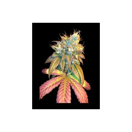 Sour Secret Dna Genetics