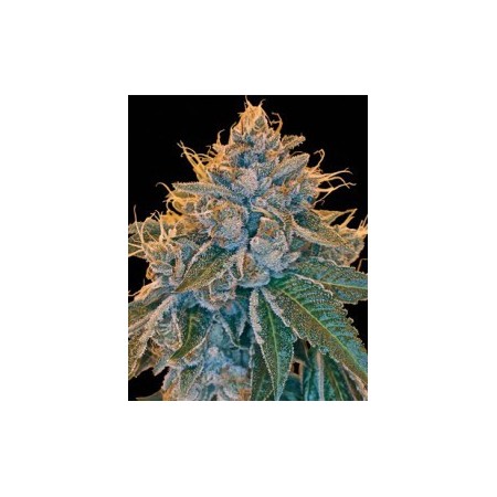 Kosher Kush  Dna Genetics