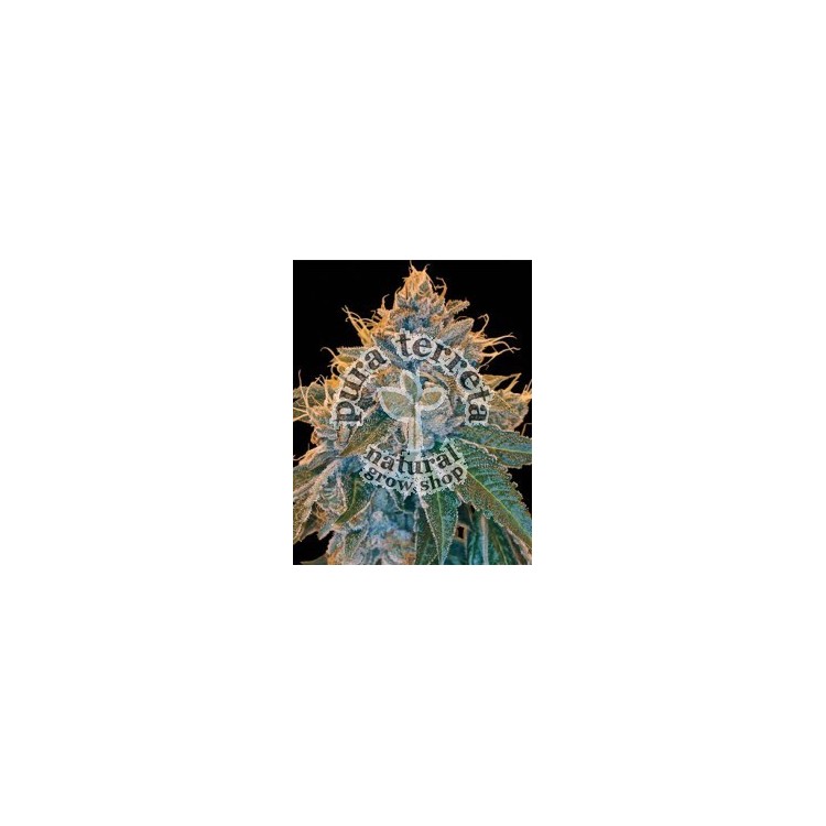 Kosher Kush  Dna Genetics
