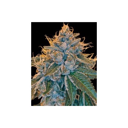 Kosher Kush  Dna Genetics