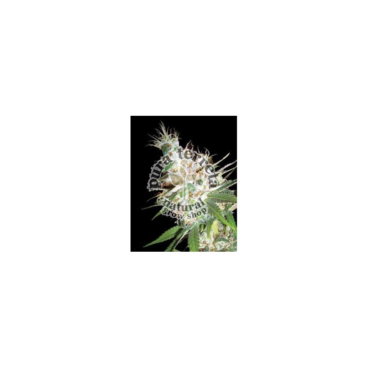 La Women DNA Genetics 