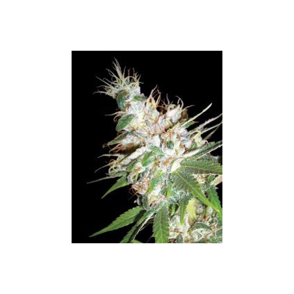 La Women DNA Genetics 