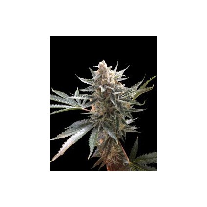 Tangie DNA Genetics 