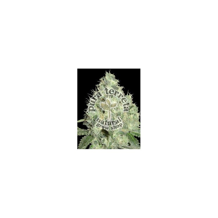91 Krypt DNA Genetics 