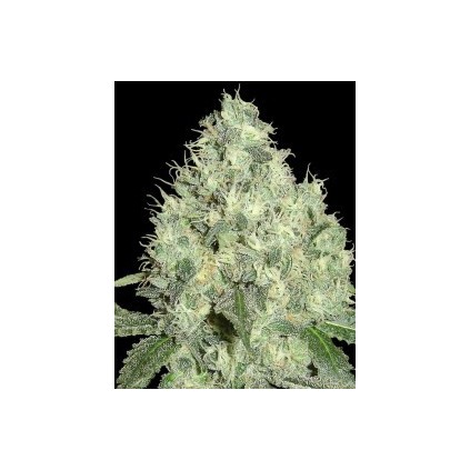 91 Krypt DNA Genetics 