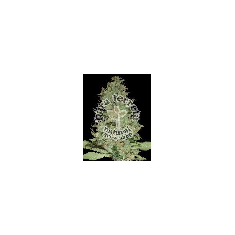 Og Grape Krypt Dna Genetics