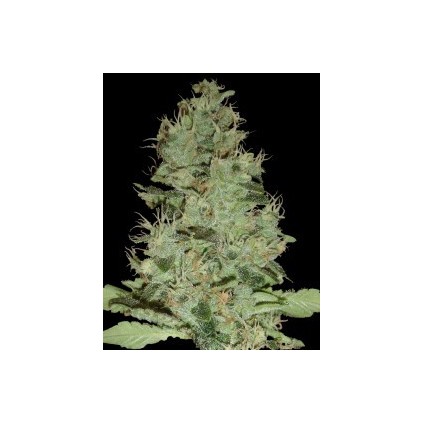 Og Grape Krypt Dna Genetics