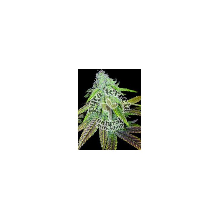 P.C.K. Dna Genetics