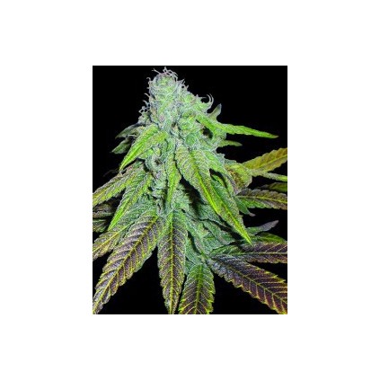 P.C.K. Dna Genetics