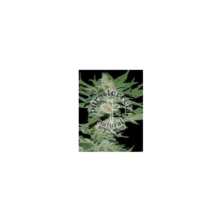 Sour Krypt. Dna Genetics