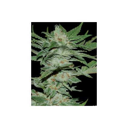 Sour Krypt. Dna Genetics