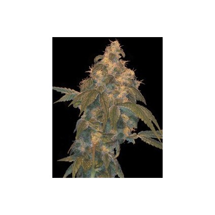 Super lemon Og. Dna Genetics