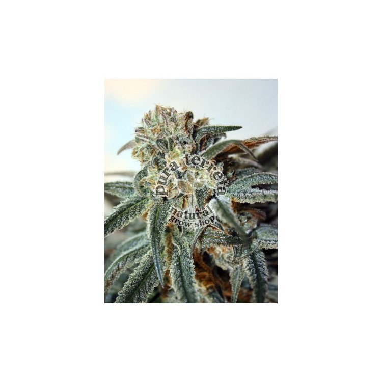 Zombie kush Ripper Seeds