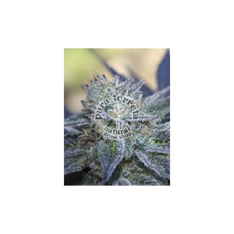 Washing machine Ripper Seeds