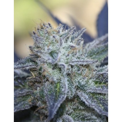 Washing machine Ripper Seeds