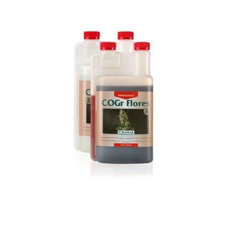 Coco COGR Flores Canna