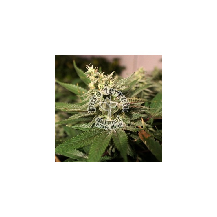 Mkage T.H. Seeds