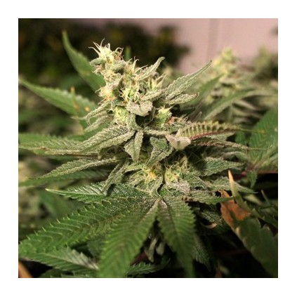 Mkage T.H. Seeds