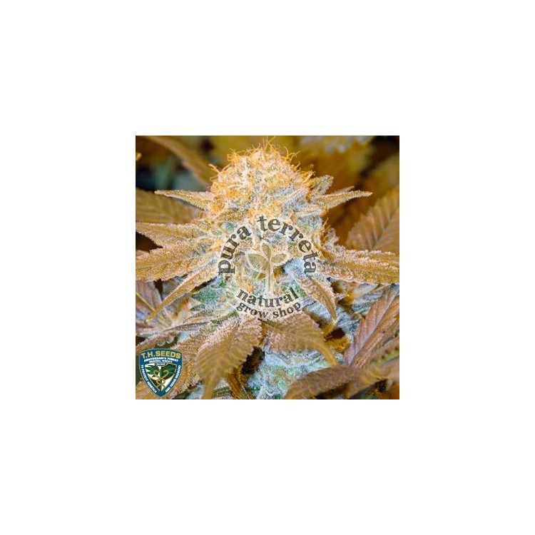 Critical Hog T.H. Seeds