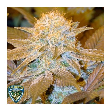 Critical Hog T.H. Seeds