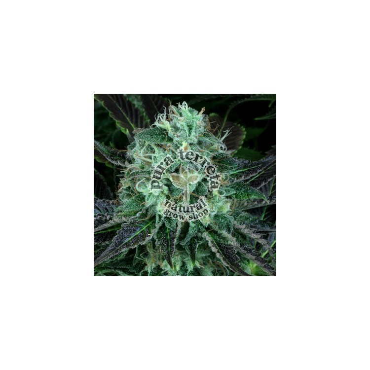 Darkstar T.H. Seeds