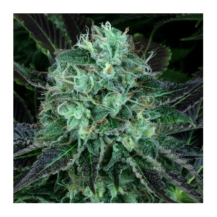 Darkstar T.H. Seeds