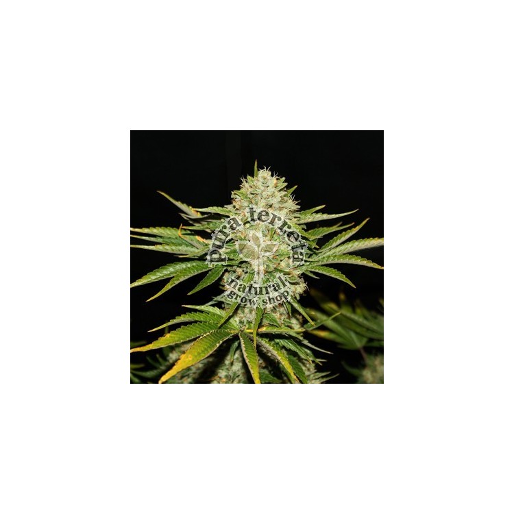 Wreckage T.H. Seeds