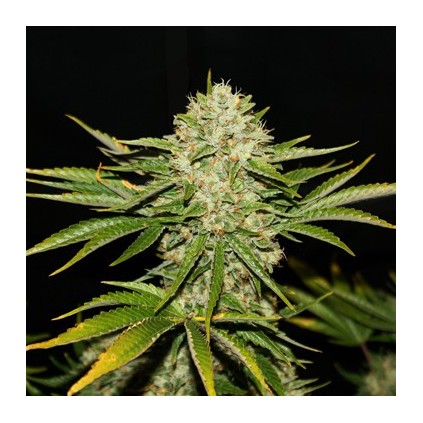 Wreckage T.H. Seeds