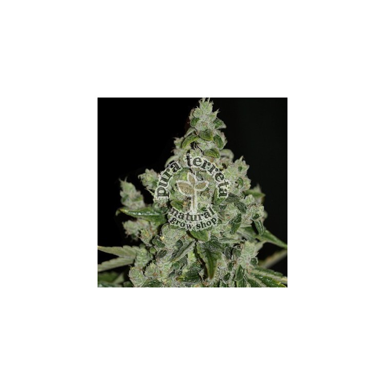 Ultrasour T.H. Seeds