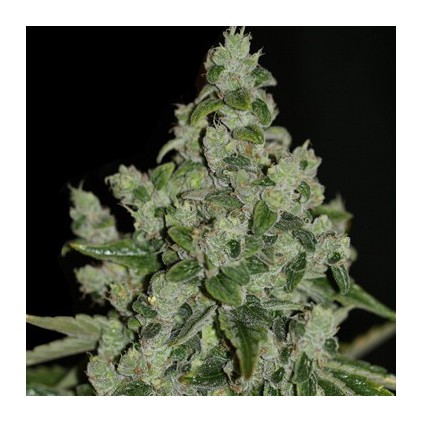 Ultrasour T.H. Seeds