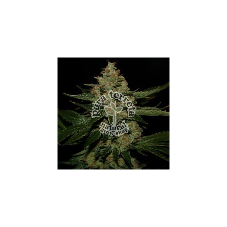 Underdawg Og T.H. Seeds