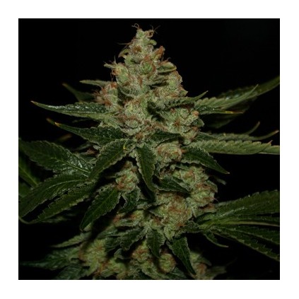 Underdawg Og T.H. Seeds