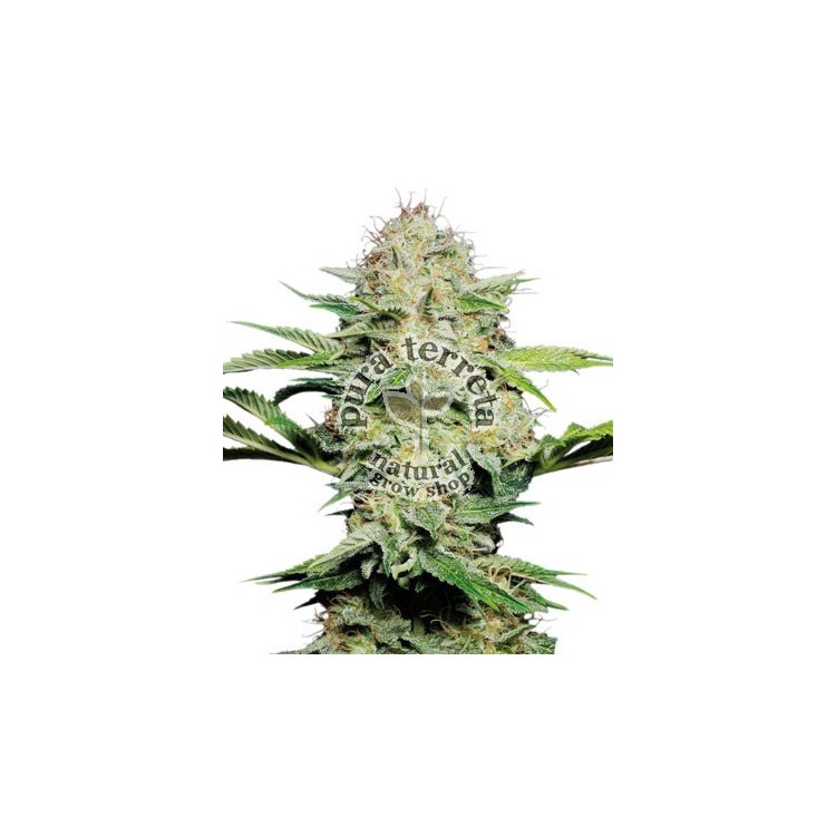 Sensi Skunk auto Sensi seeds