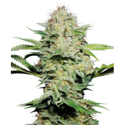 Sensi Skunk auto Sensi seeds