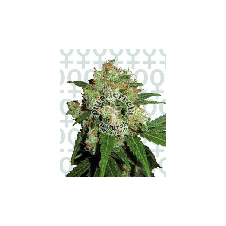 Sensi Skunk Sensi Seeds Bank