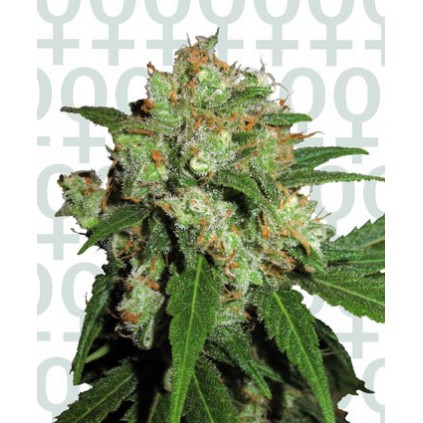 Sensi Skunk Sensi Seeds Bank