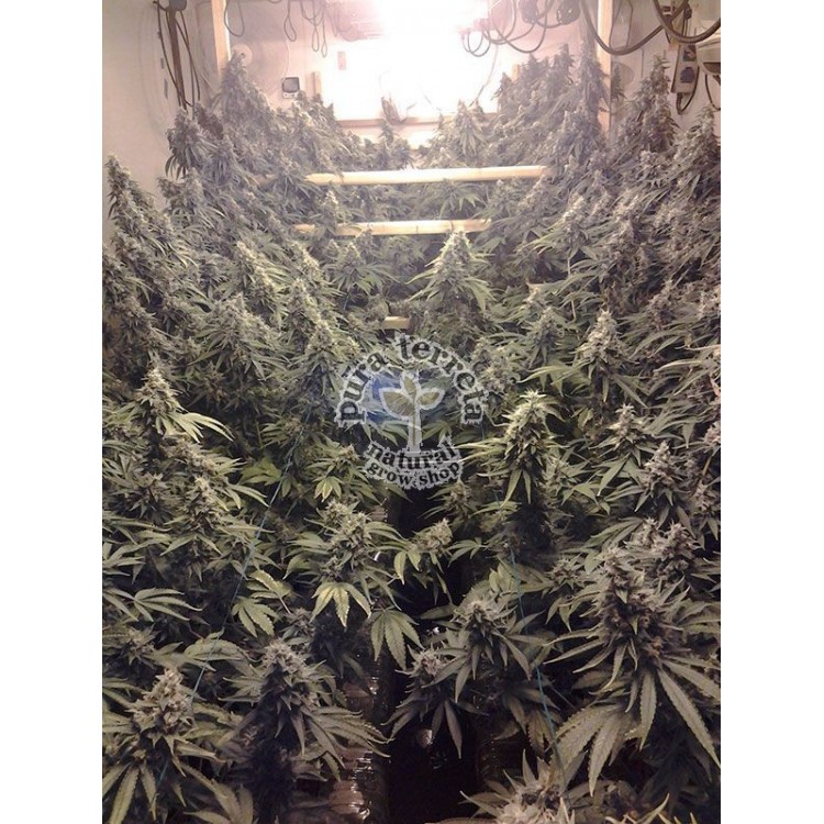 Amherst Sour Diesel Humboldt seeds 