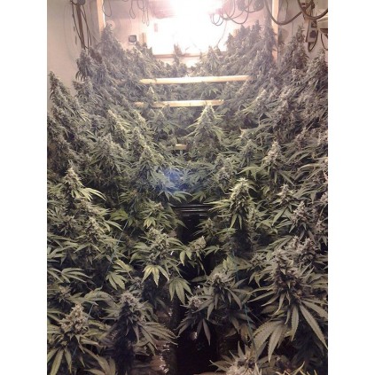 Amherst Sour Diesel Humboldt seeds 