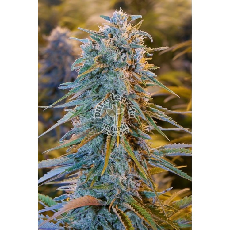 Blue dream Humboldt seeds 