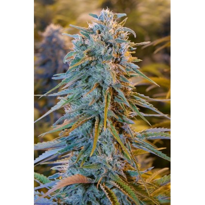Blue dream Humboldt seeds 