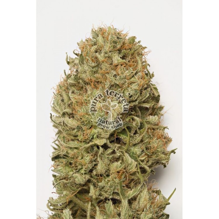 Blue dream auto Humboldt seeds