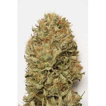 Blue dream auto Humboldt seeds