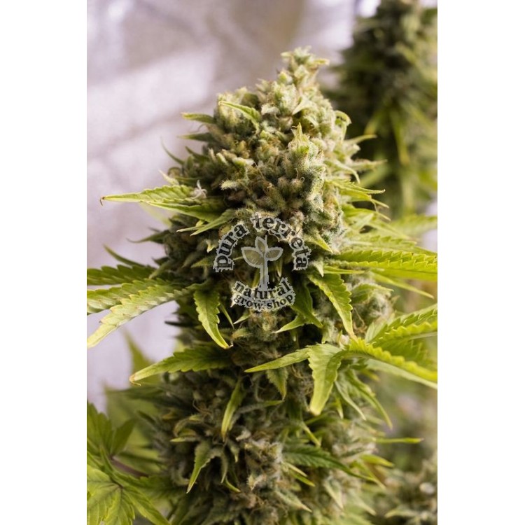 Bubba cheese auto Humboldt seeds