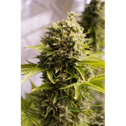 Bubba cheese auto Humboldt seeds