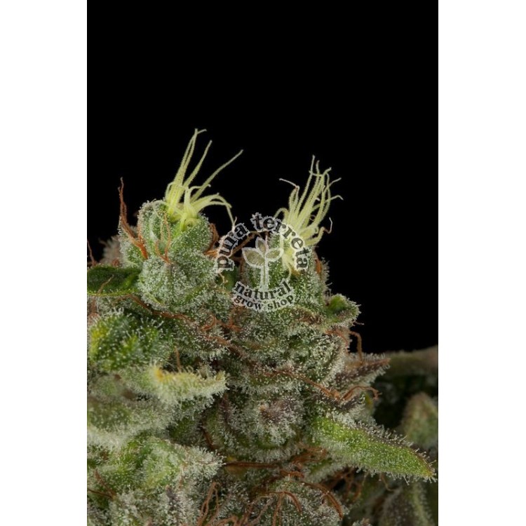 Bubba kush Humboldt seeds