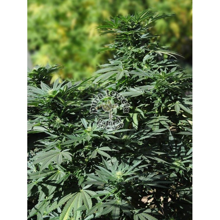 Bubba kush 2.0 Humboldt seeds
