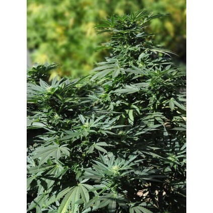 Bubba kush 2.0 Humboldt seeds